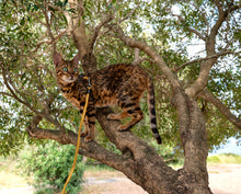 Load image into Gallery viewer, ROGZ Alley Cat SAFETY RELEASE Collar and ROGZ Alley Cat H-Harness with a Lead - Small & X-Small