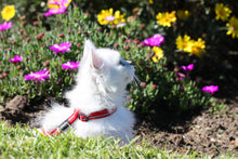 Load image into Gallery viewer, ROGZ Alley Cat SAFETY RELEASE Collar and ROGZ Alley Cat H-Harness with a Lead - Small & X-Small