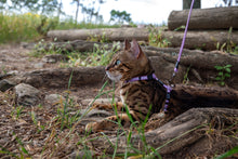 Load image into Gallery viewer, ROGZ Alley Cat SAFETY RELEASE Collar and ROGZ Alley Cat H-Harness with a Lead - Small & X-Small