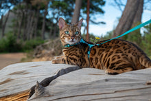 Load image into Gallery viewer, ROGZ Alley Cat SAFETY RELEASE Collar and ROGZ Alley Cat H-Harness with a Lead - Small & X-Small