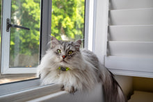 Load image into Gallery viewer, ROGZ Alley Cat SAFETY RELEASE Collar and ROGZ Alley Cat H-Harness with a Lead - Small & X-Small