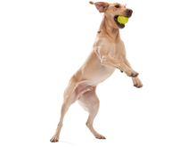 Load image into Gallery viewer, West Paw Zogoflex - Original, Tough Toys: Jive Ball - 3 sizes