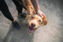 Load image into Gallery viewer, HILL'S SCIENCE PLAN Adult Medium Breed Dry Dog Food Lamb & Rice - 2,5kg or 12kg