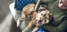 Load image into Gallery viewer, HILL'S SCIENCE PLAN Adult Medium 7+ Dry Dog Food Chicken Flavour - 2.5kg or 12kg