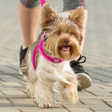 Load image into Gallery viewer, ROGZ Utility Fast Fit Harness - Step-In Design