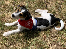 Load image into Gallery viewer, Festive Bandana with a quality ROGZ Classic Collar