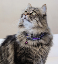 Load image into Gallery viewer, ROGZ NightCat Reflective Safeloc Breakaway Cat Collar 11mm Small
