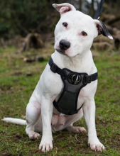 Load image into Gallery viewer, Rosewood Front-Connect Padded Harness (Small, Medium, Large)