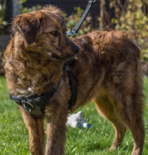 Load image into Gallery viewer, Rosewood Front-Connect Padded Harness (Small, Medium, Large)