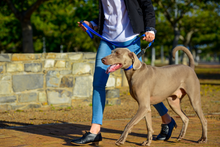 Load image into Gallery viewer, ROGZ Web Control Dog Collar