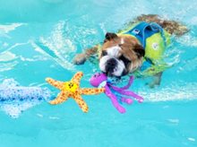 Load image into Gallery viewer, Floatiez Starfish Dog Toy