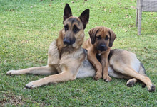 Load image into Gallery viewer, Wags and Purrs Pet Behaviourist