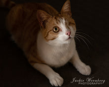 Load image into Gallery viewer, Jackie Wernberg Photography