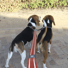 Load image into Gallery viewer, ROGZ Utility Double Split Lead - Small, Medium, Large, X-Large