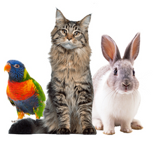 Load image into Gallery viewer, Enterozoo Detoxication Gel