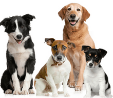 Load image into Gallery viewer, Enterozoo Detoxication Gel