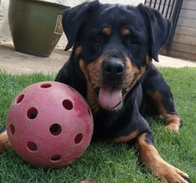 Load image into Gallery viewer, ROBUSTABALL (Large or Small) - Out of Stock