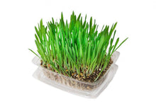 Load image into Gallery viewer, Kunduchi Super Grass for Cats - Fresh, Living Supplement