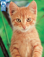 Load image into Gallery viewer, FARMINA N&D PRIME GRAIN-FREE: Kitten Food for All Breeds Chicken & Pomegranate Recipe