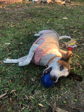 Load image into Gallery viewer, Wags and Purrs Pet Behaviourist