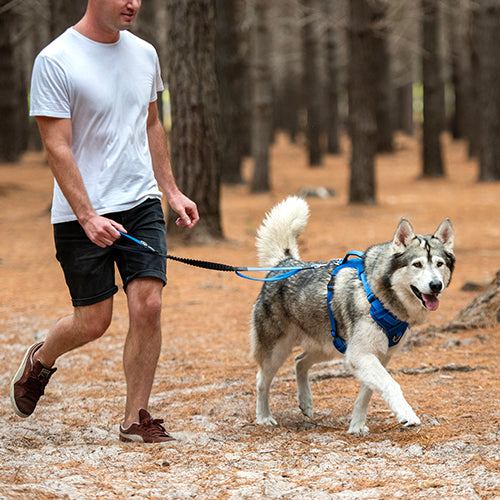 Up Your Walking Game with the Rogz Utility Bungee Lead