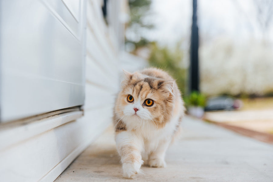 When should you switch from kitten food to adult cat food?