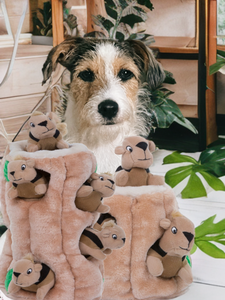 Hide A Squirrel Dog Toy Bizzibabs Scratch Patch Online Plumstead Pet Shop