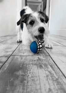 ROGZ Grinz Dog Ball (Small, Medium, Large)