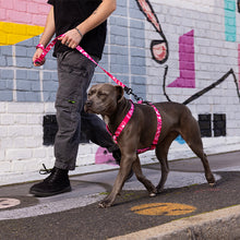 Load image into Gallery viewer, NEW! ROGZ Fusion Dog Range or Collars, Leads &amp; Harnesses
