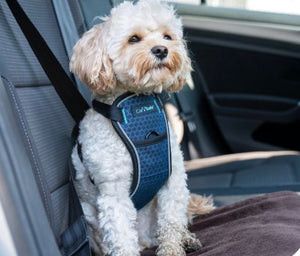 Company of Animals CarSafe Crash-Tested Harness