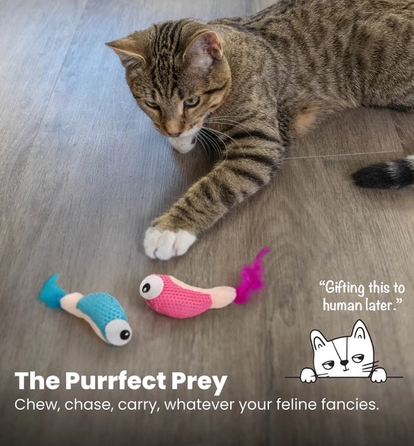 NEW! Catstages Dental Shrimpies (2pk) 15.24cm (including feather tail)