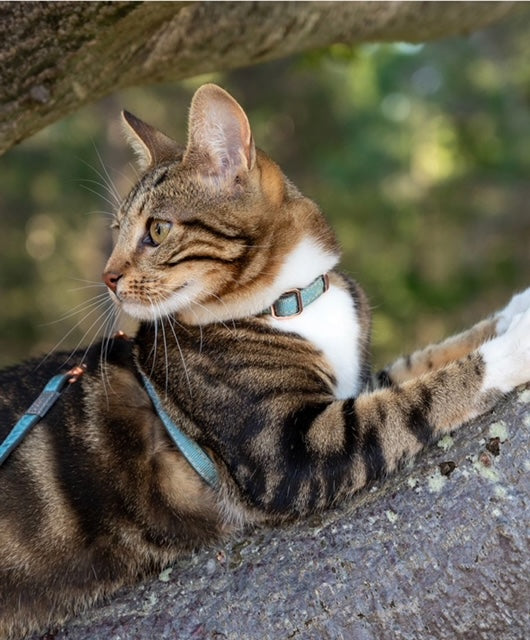 ROGZ Cat H-Harness and Lead Combination UrbanCat - Small