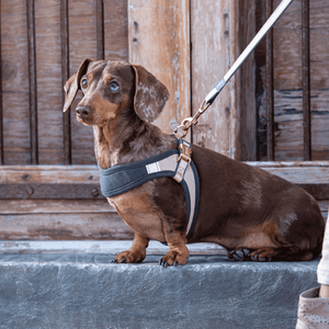 ROGZ Urban Fast Fit Adjustable Harness - XSmall, XS/Small, Small, S/Medium or Medium