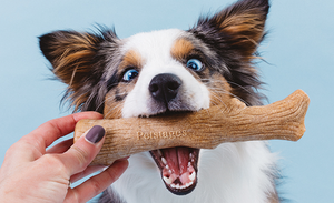 Chew Better! Dogwood Durable Stick