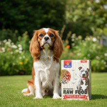 Load image into Gallery viewer, PETS ELITE Beef - King Charles Spaniel
