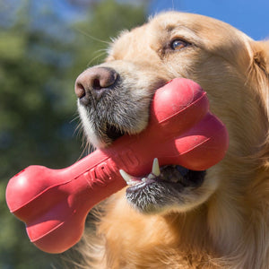 KONG Goodie Bone Red Chew Toy for Average Chewers