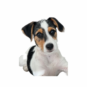 Mutt Mix: Mixed Breed Dog DNA Identification Kit