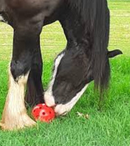Robust A Ball for Horses