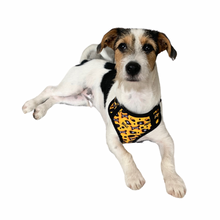 Load image into Gallery viewer, Mutt Mix: Mixed Breed Dog DNA Identification Kit
