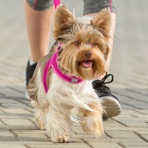 ROGZ Utility Fast Fit Harness - Step-In Design