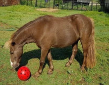 Load image into Gallery viewer, Robust A Ball for Horses

