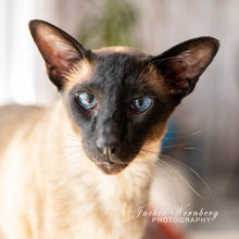 Load image into Gallery viewer, Jackie Wernberg Photography
