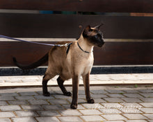 Load image into Gallery viewer, Jackie Wernberg Photography
