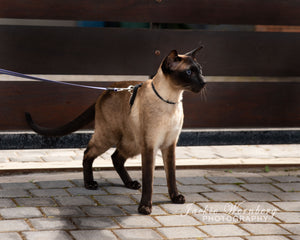 Jackie Wernberg Photography