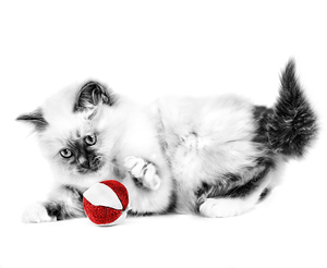 ROYAL CANIN Growth Kitten Food 4 - 12 months - 400g, 2kg, 4kg or 10kg