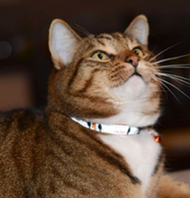 Load image into Gallery viewer, ROGZ FancyCat Safeloc Breakaway Cat Collar 11mm - Small
