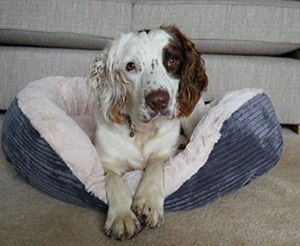 Rosewood Jumbo Plush Cord Dog Bed