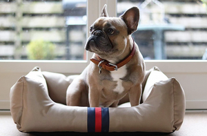 Designer Water Resistant Dog Bed