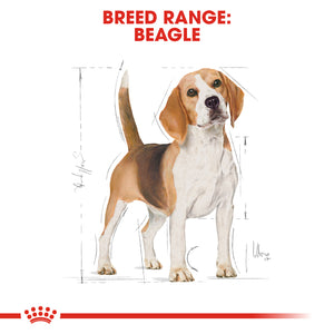 ROYAL CANIN® Beagle Adult Dog Food - 12kg