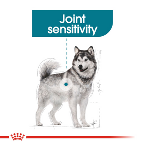 ROYAL CANIN Maxi Joint Care for Large Breed Adult Dog